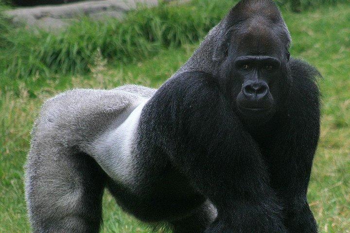 13 Days Congo Zanzibar（ゴリラ、ニラゴンゴハイキング、ザンジバルビーチホリデー）