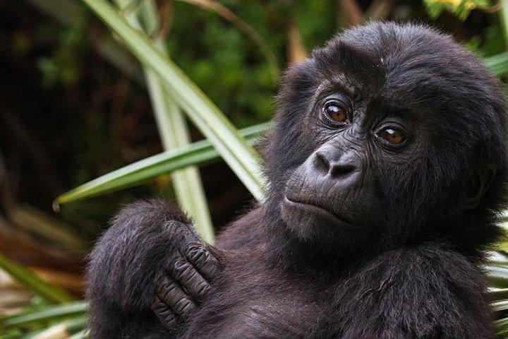 13 Days Congo Zanzibar（ゴリラ、ニラゴンゴハイキング、ザンジバルビーチホリデー）
