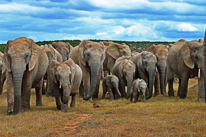 6-dages Garden Route & Addo sydafrikanske eventyr fra Cape Town