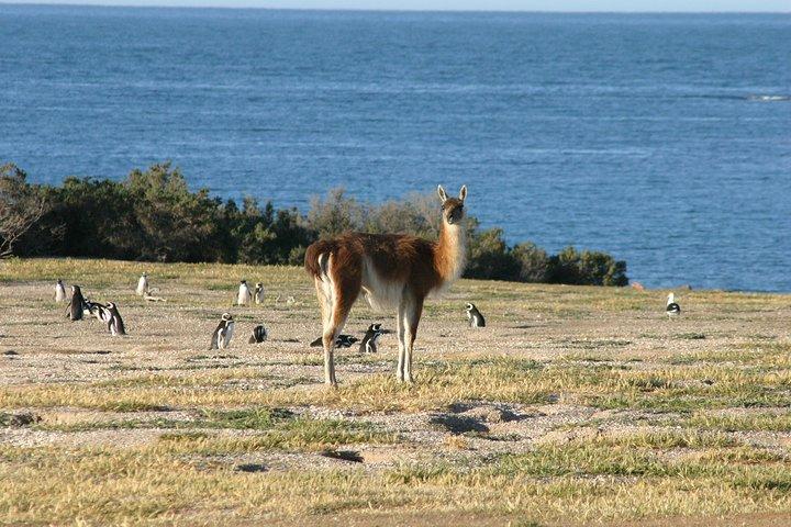 Cruise Shore Excursion Punta Tombo Tour - Puerto Madryn - Patagonia - Argentina