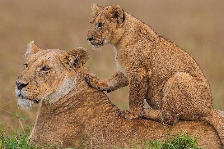 5 days Masaai Mara & Amboseli 4x4 safari(budget or luxury rooms)