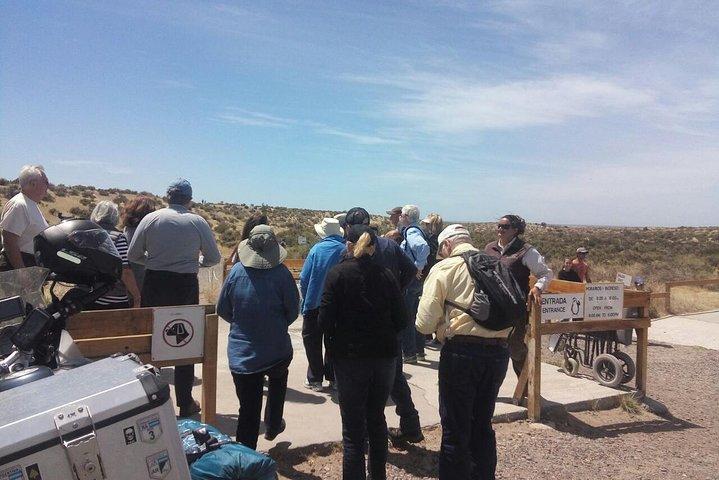 Cruise Shore Excursion Punta Tombo Tour - Puerto Madryn - Patagonia - Argentina