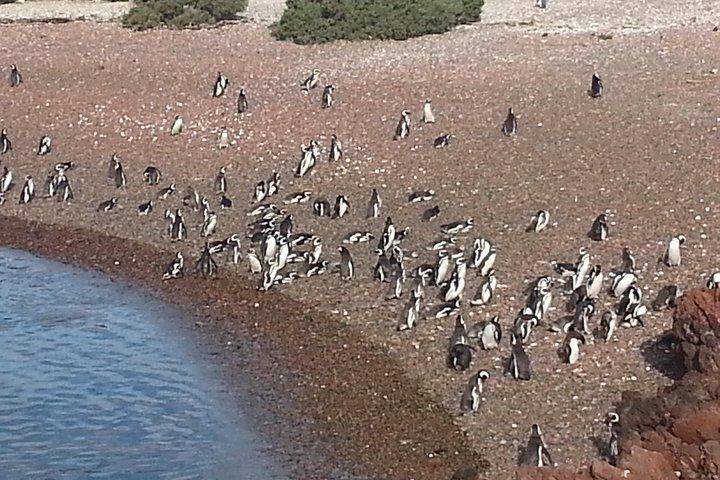 Cruise Shore Excursion Punta Tombo Tour - Puerto Madryn - Patagonia - Argentina
