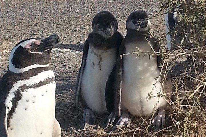 Cruise Shore Excursion Punta Tombo Tour Puerto Madryn