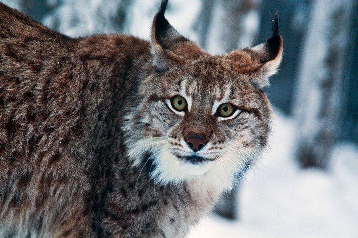 ロヴァニエミからのプライベート ガイド付きラップランド ラヌア動物園ツアー