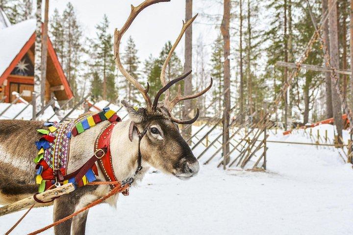 Rena da Lapónia e Safári Husky de Rovaniemi