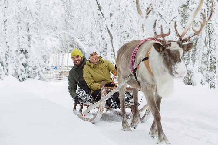 Rena da Lapónia e Safári Husky de Rovaniemi