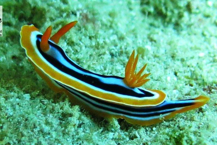 ジュゴンやカメと一緒にシュノーケリングやダイビングを楽しむ日帰り旅行