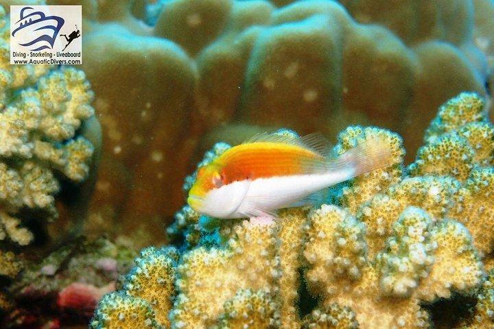 Day trip Snorkel or Dive with Dugong and Turtles
