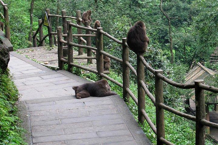 Private Day Tour: Mount Emei Tour by high-speed train from Chengdu