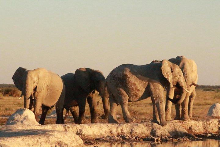 7-Day Safari Tour in Central Botswana