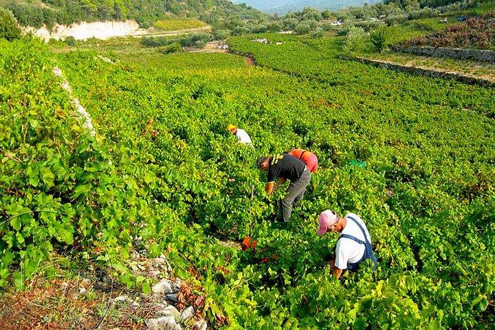 Peljesac Vineyards & Oysters - ドゥブロヴニク - メルセデス車からのプライベート日帰り旅行
