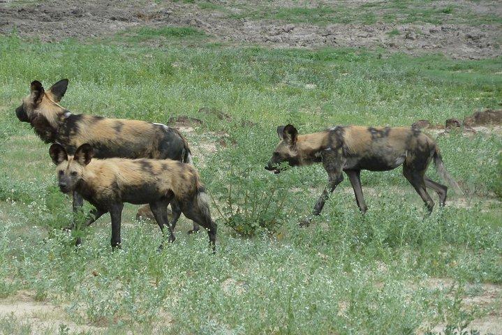 ミーアキャット 4 泊 5 日 マカディカディ パンズ国立で星空観察