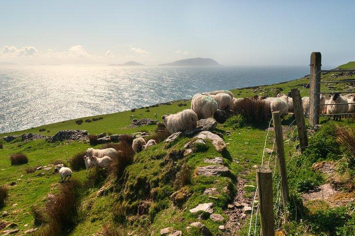 Privétour: schiereiland Dingle vanuit Killarney