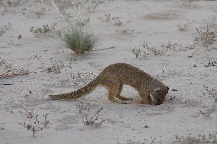 Zebra Trail Makgadikgadi Day Trip