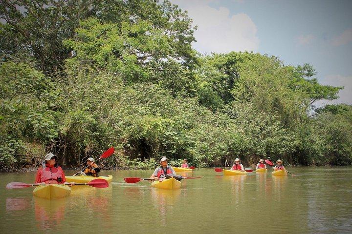 Safari in kayak