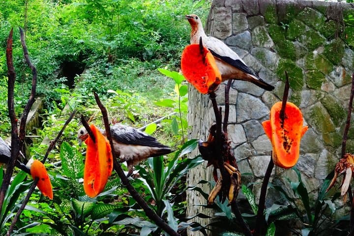Kuala Lumpur Bird Park With Return Transfers