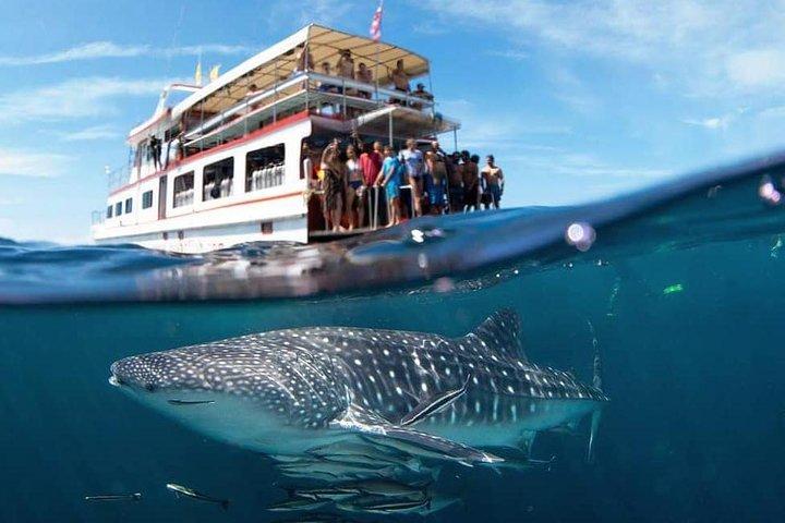 Excursion d'une journée en safari plongée sous-marine au départ de Koh Lanta - plongeurs certifiés