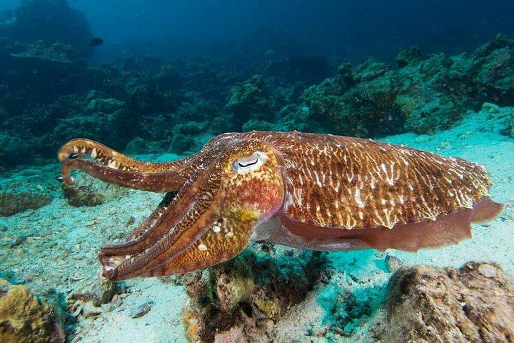 ランタ島からの楽しいダイビングサファリ日帰り旅行 - 認定ダイバー