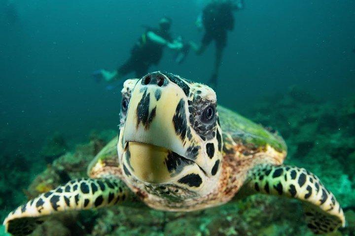 ランタ島からの楽しいダイビングサファリ日帰り旅行 - 認定ダイバー