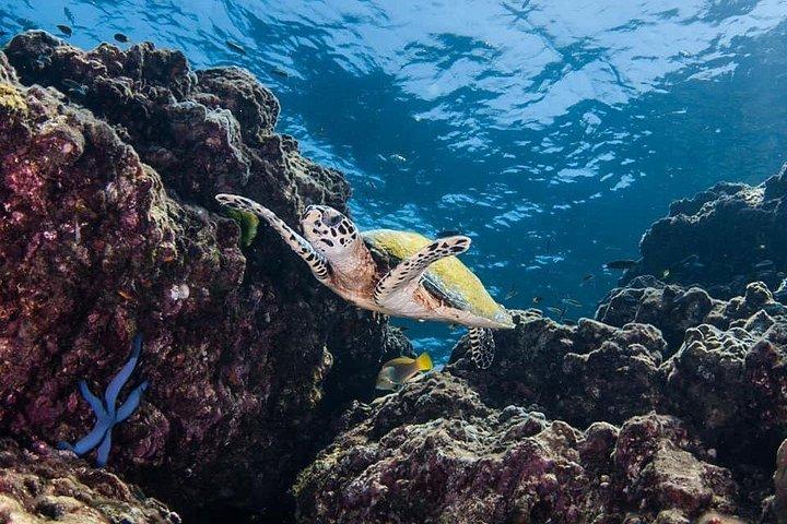 ランタ島からの楽しいダイビングサファリ日帰り旅行 - 認定ダイバー