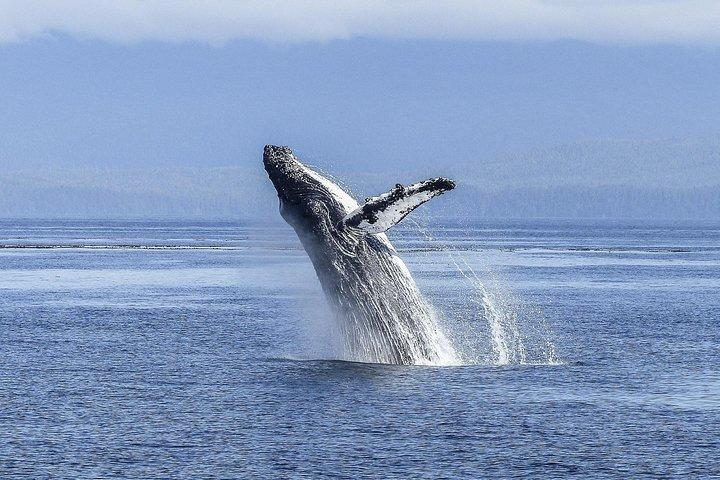 Hvalsafari fra Cape Town