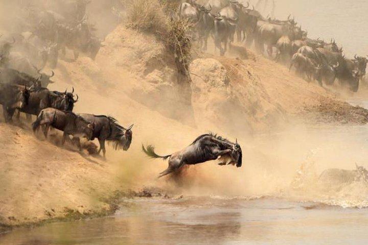 8 dias, 7 noites Masai Mara, Lago Nakuru, Lago Naivasha, Samburu e Aberdares