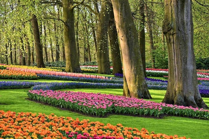 Private Tour Keukenhof Flowers, Windmills, Cheese from Amsterdam