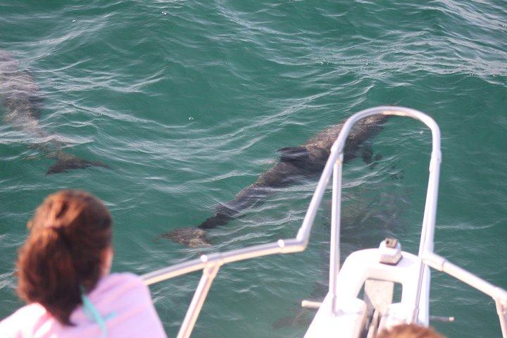Incontro con i delfini selvatici a Puerto Vallarta
