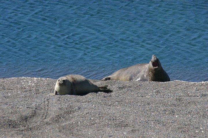 Hoteller i nærheden af Peninsula Valdes Pto Madryn