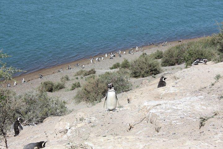 Crociera Escursione a terra Penisola Valdes - Pto Madryn - Patagonia - Argentina