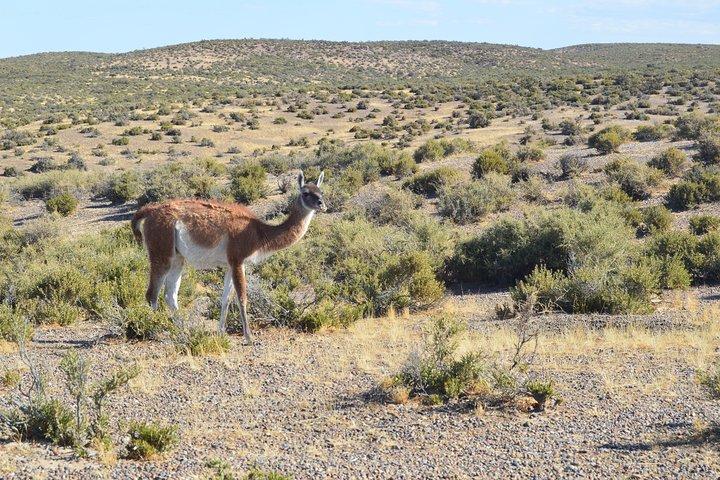 Hoteller i nærheden af Peninsula Valdes Pto Madryn