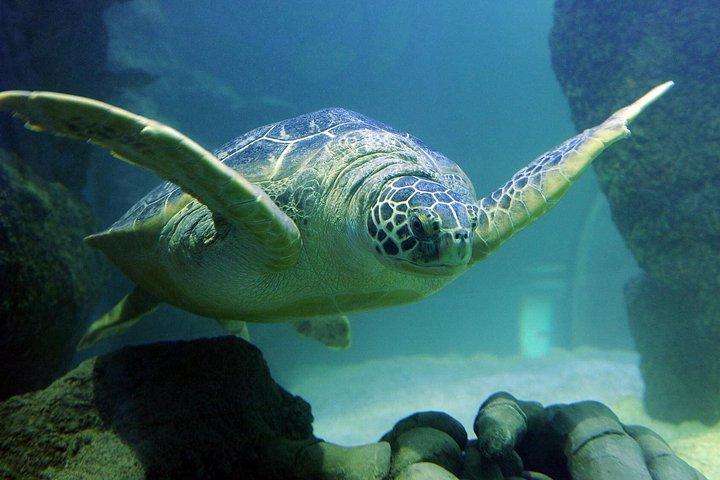 SEA LIFE Aquarium サンアントニオ入場券