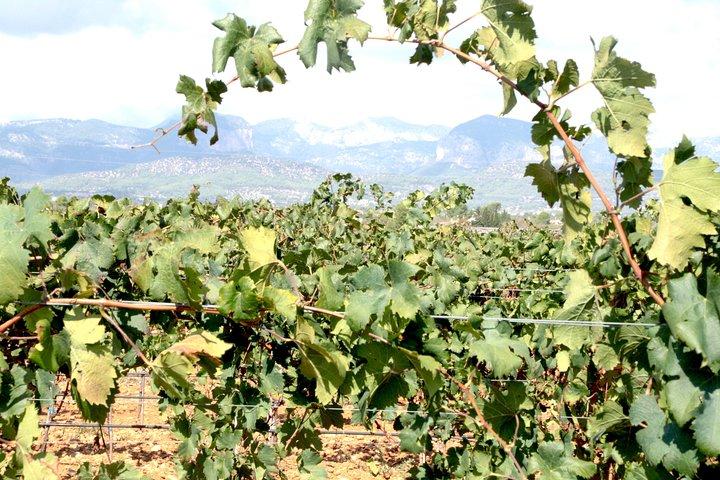 Sa Clasta Mallorca vinture