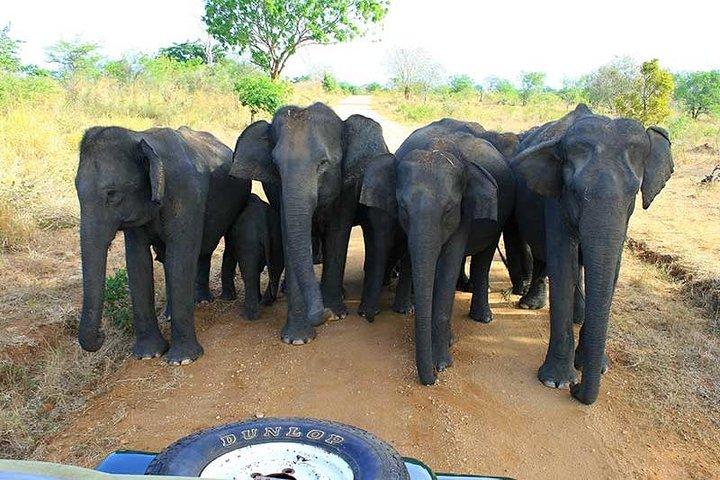 7 Tage 6 Nächte Pauschalreise mit Urlaubswanderern Sri Lanka