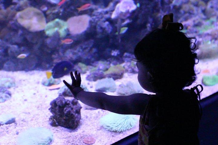 AquaRio Small Group Tour Guidato con ingresso e trasferimento