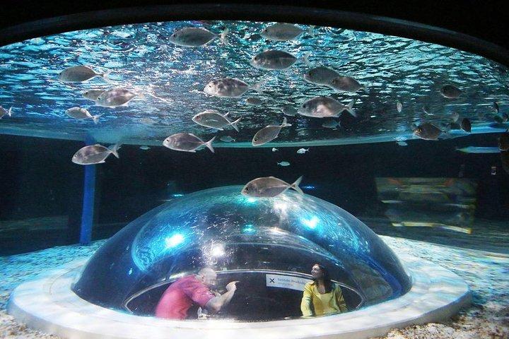 AquaRio Small Group Tour Guidato con ingresso e trasferimento
