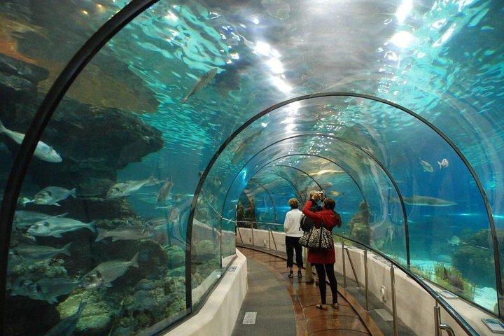 Visita guiada para grupos pequeños AquaRio con entrada y traslado