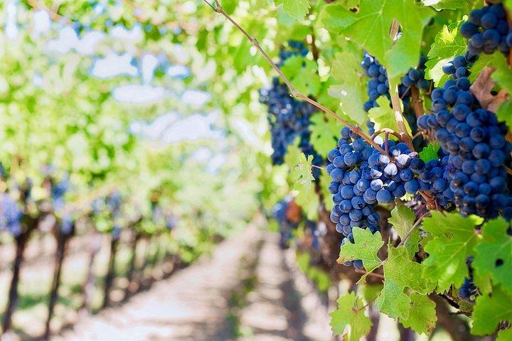 Prosecco en wijn : Privétour met proeverij