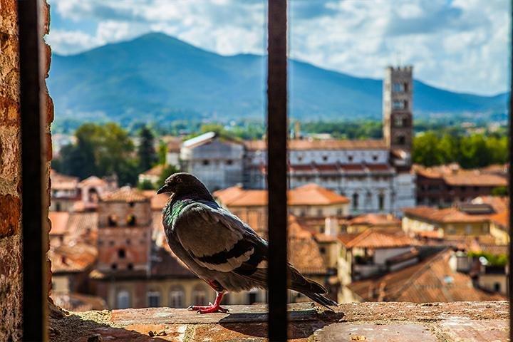 Lucca und Pisa Tagestour ab Rom