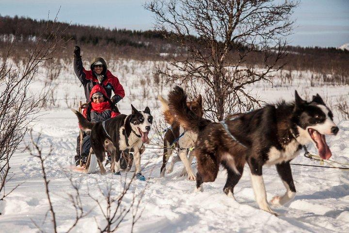 トロムソ・セルフドライブ・ハスキー犬ぞり