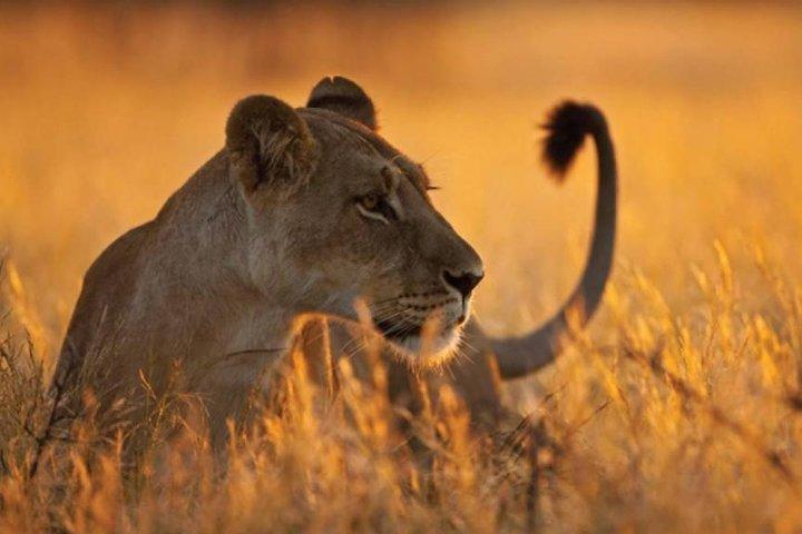 Safari de 5 jours à Mikumi et Ruaha Tanzania Wildlife Lodge