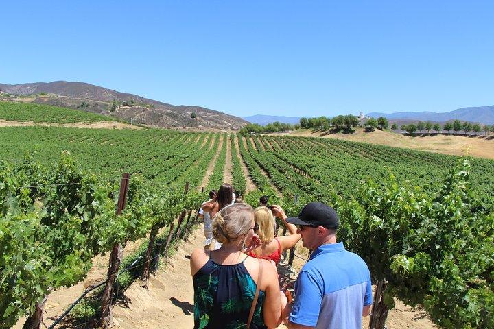The Shared Temecula Wine Tour from Anaheim