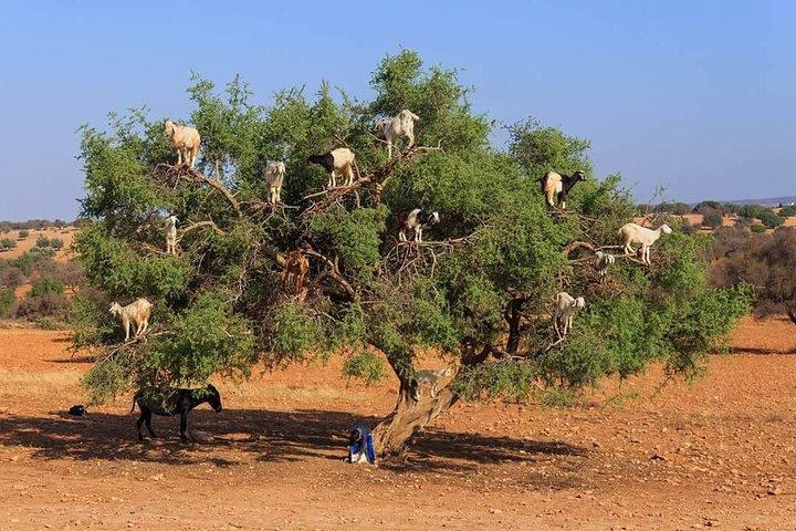 Marrakech & Essaouira = 2 Days Trip From Agadir