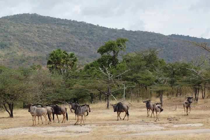 Safari di 6 giorni a Mikumi Np, Udzungwa Mountain NP e Nyerere NP (Selous GR)