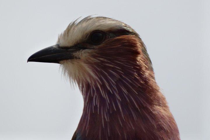 Safari di 6 giorni a Mikumi Np, Udzungwa Mountain NP e Nyerere NP (Selous GR)