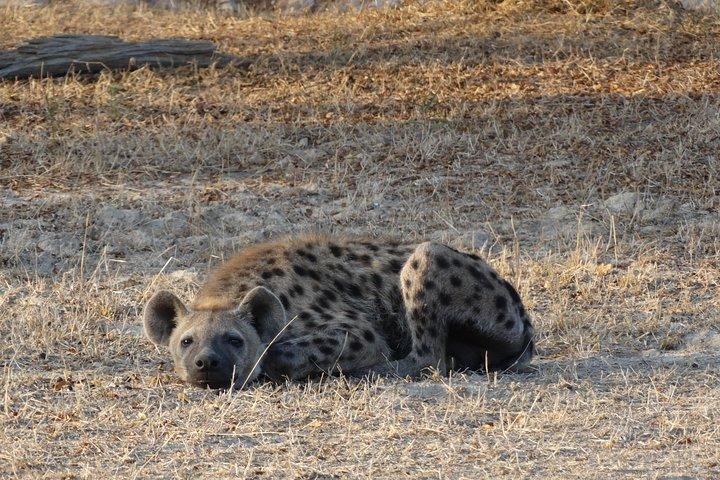 Safari di 6 giorni a Mikumi Np, Udzungwa Mountain NP e Nyerere NP (Selous GR)