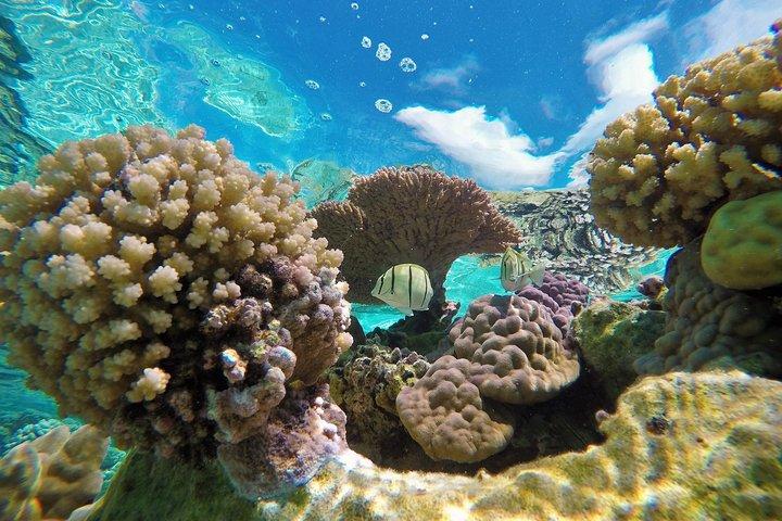 Reef Discovery Private Half Day Lagoon Tour