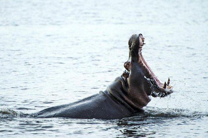 Chobe National Park Camping Safari da Victoria Falls (3 giorni e 2 notti)