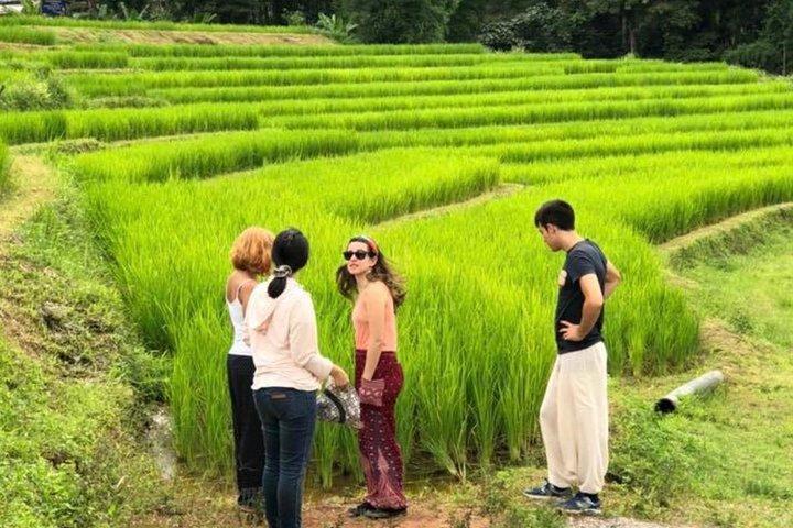ドイ・インタノン日帰り旅行：ツインパゴダ、ソフトハイキング、コーヒー農園